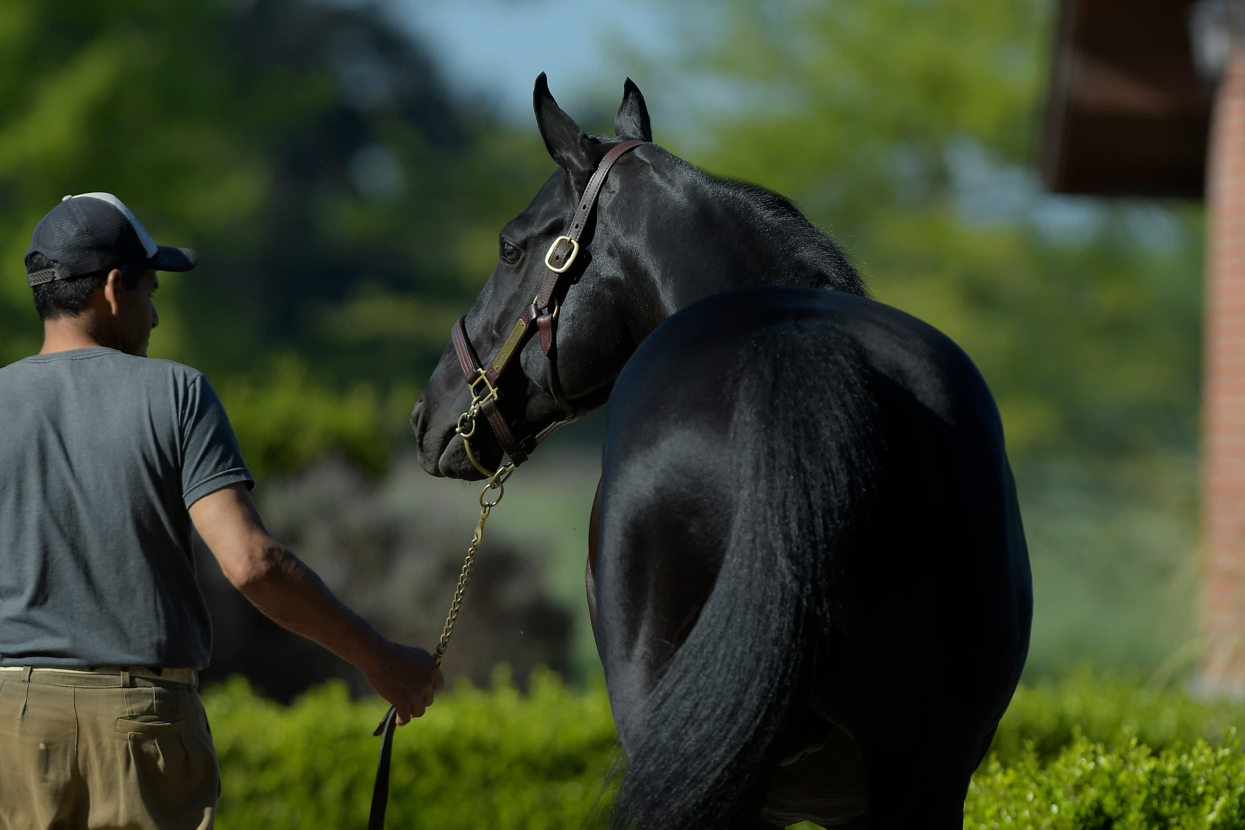 Stallion