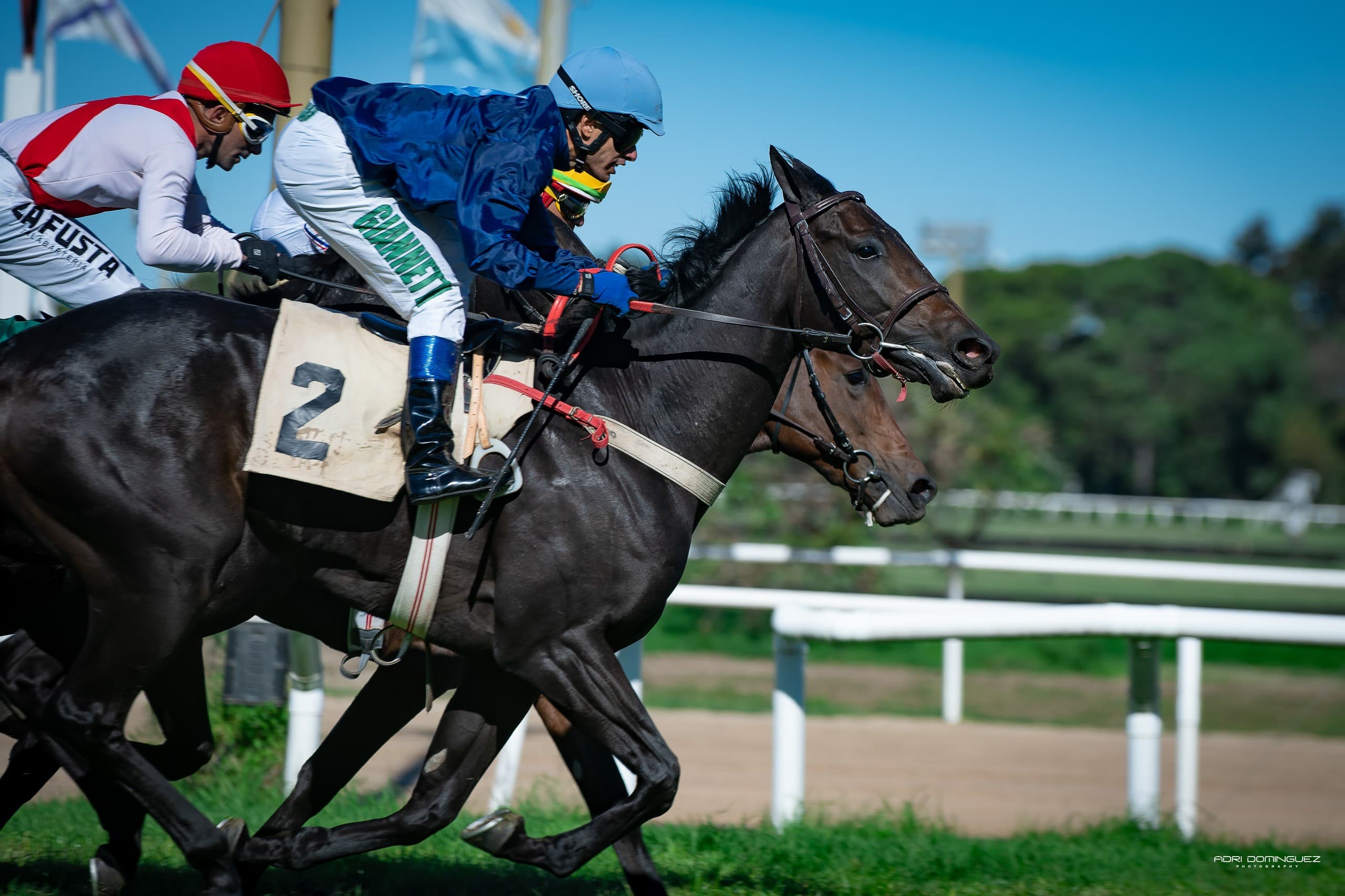 Horse