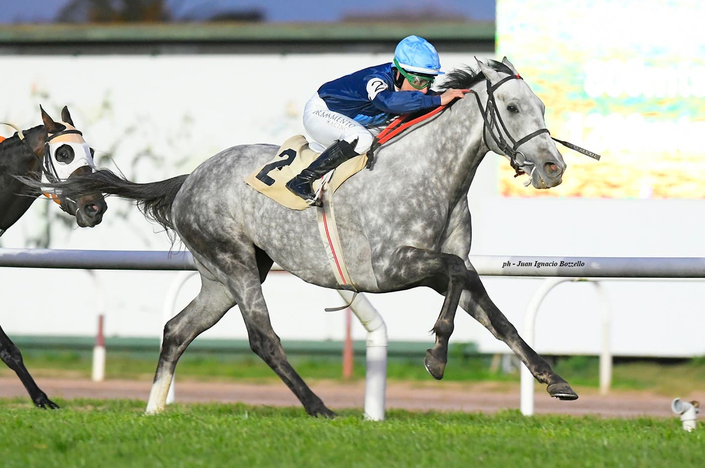 Horse
