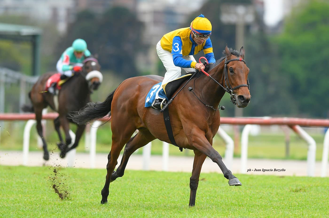 Horse