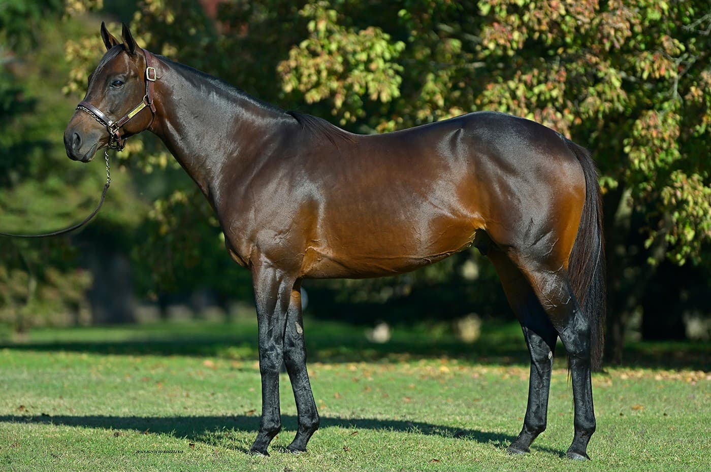 King Guillermo (USA)